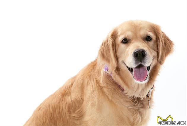 网购金毛犬给它修毛后，好好金毛秒变拉布拉多，众人劝其退货