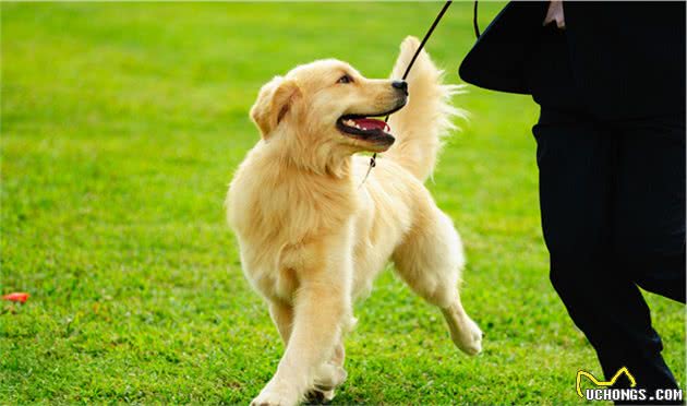网购金毛犬给它修毛后，好好金毛秒变拉布拉多，众人劝其退货