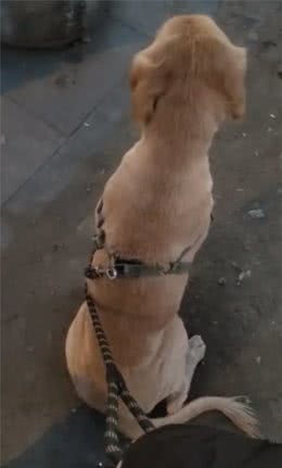 网购金毛犬给它修毛后，好好金毛秒变拉布拉多，众人劝其退货