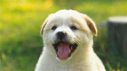 喊狗狗名字原来有这么多讲究！不知道这几点，主人很吃亏