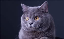 新手必看｜猫咪品种1秒认全