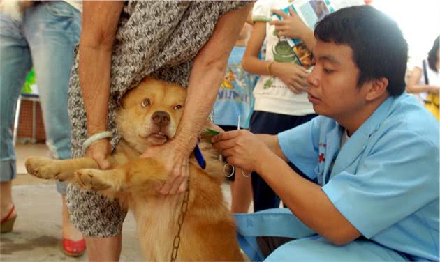 在家称王称霸，见到医生瑟瑟发抖，狗狗为啥这么怕医生？