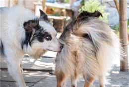 如果你家狗狗突然做出了这几种行为，说明它有小秘密想告诉你