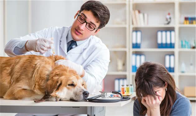 狗狗致命疾病：犬瘟热和细小，你了解多少？