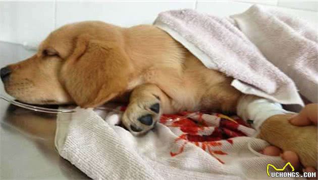 狗狗致命疾病：犬瘟热和细小，你了解多少？