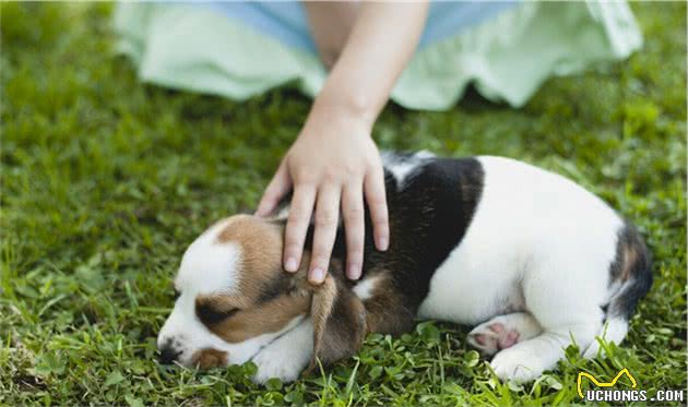 狗狗致命疾病：犬瘟热和细小，你了解多少？