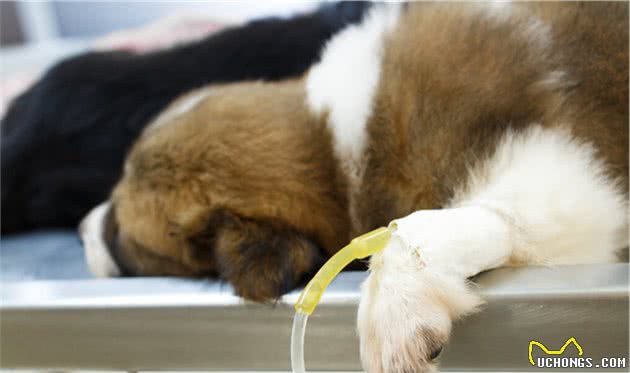 狗狗致命疾病：犬瘟热和细小，你了解多少？