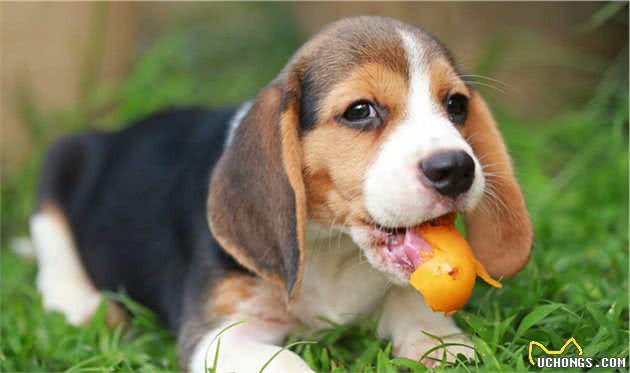 狗狗致命疾病：犬瘟热和细小，你了解多少？