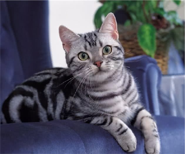 美国短毛猫“优点多多”，你想不想养一只呢？