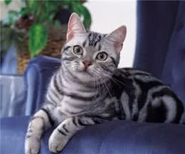 美国短毛猫“优点多多”，你想不想养一只呢？
