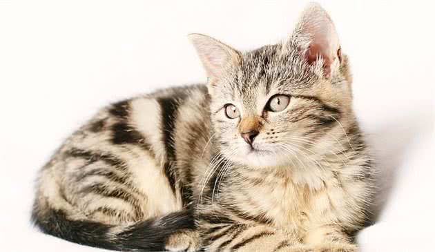 猫咪食欲不振有可能不是疾病引起，这些常见原因你也应该了解