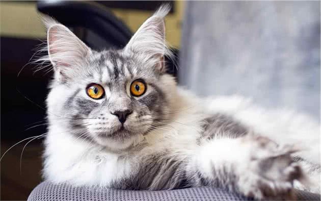 猫咪食欲不振有可能不是疾病引起，这些常见原因你也应该了解