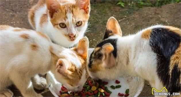 猫咪食欲不振有可能不是疾病引起，这些常见原因你也应该了解