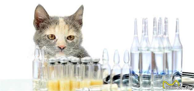 猫咪食欲不振有可能不是疾病引起，这些常见原因你也应该了解