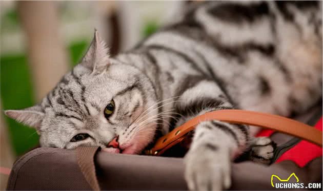 猫咪食欲不振有可能不是疾病引起，这些常见原因你也应该了解