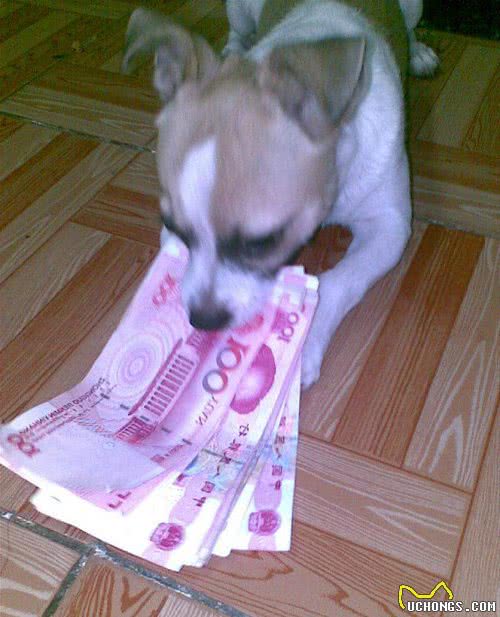 主人打狗狗时，它们内心是怎么想的？最后一个让人很意外