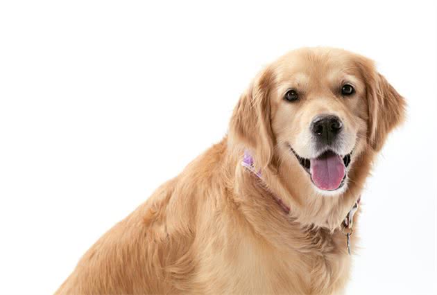 金毛寻回犬