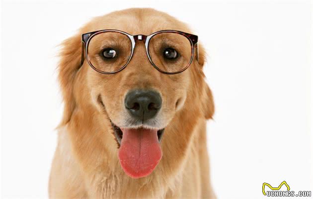 金毛寻回犬
