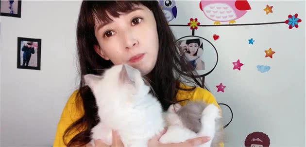 新手养布偶猫牢记这三条选到心仪小仙女