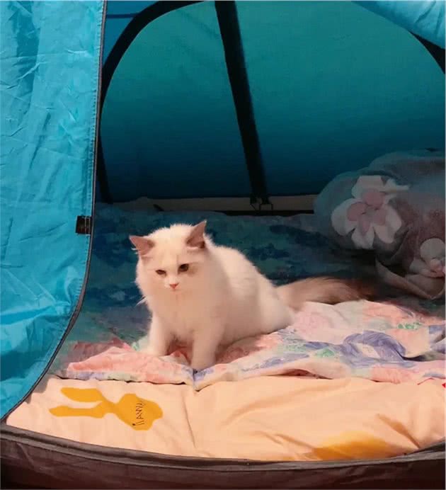 新手养布偶猫牢记这三条选到心仪小仙女