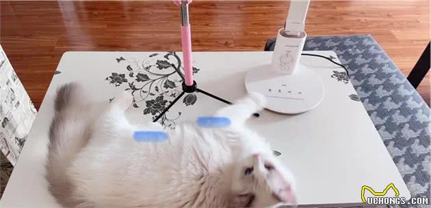 新手养布偶猫牢记这三条选到心仪小仙女