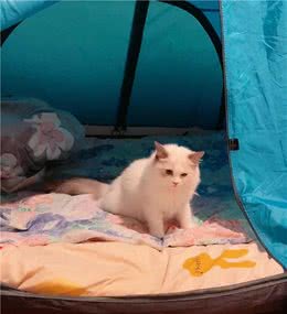 新手养布偶猫牢记这三条选到心仪小仙女