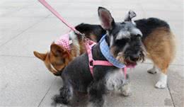 狗狗一见面，为什么会先“闻屁股”？原因有5个