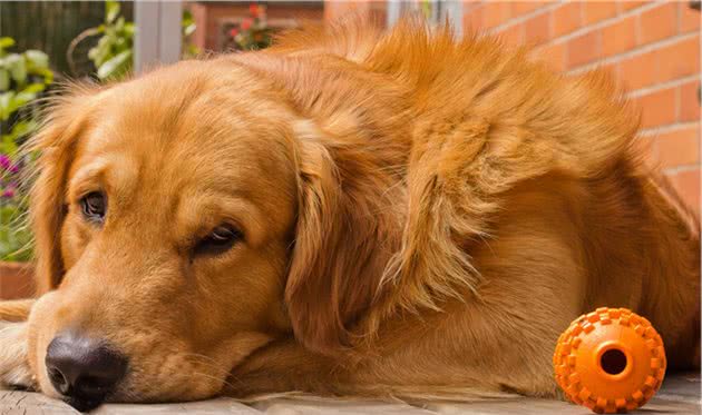 养了“金毛犬”，你是不是也和我一样，最害怕遇上这6件事