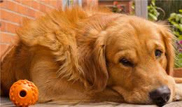 养了“金毛犬”，你是不是也和我一样，最害怕遇上这6件事
