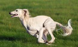 世界上跑得最快的狗！中东富豪的宠儿—萨路基猎犬