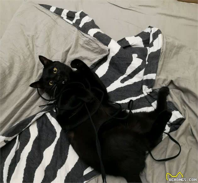 真的劝大家别养纯黑色的猫，每到深更半夜，就像在经历恐怖片