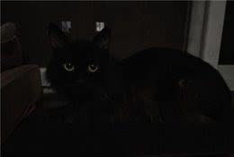 真的劝大家别养纯黑色的猫，每到深更半夜，就像在经历恐怖片
