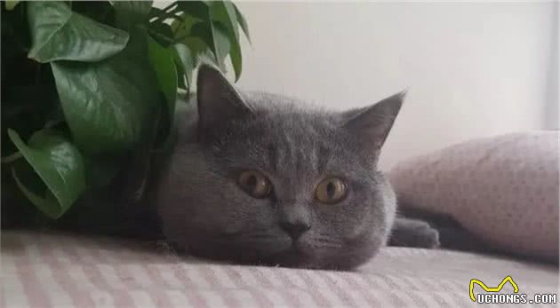 假期要把宠物送去寄养，以下5件事一定要做