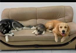 一个完整的沙发，不久就被3只狗拆得只剩骨架，到底经历了什么？