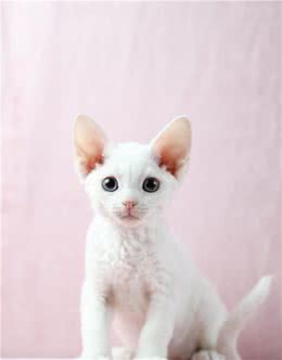 新手养猫|德文卷毛猫基本知识