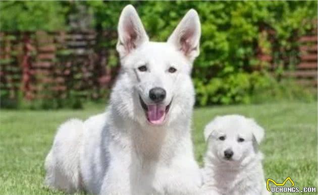 白色的德国牧羊犬，你见过吗？