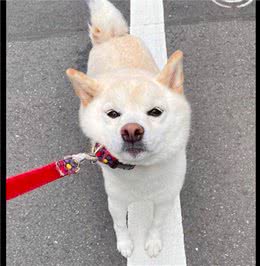 柴犬没玩够不想回家，就站在原地不动脸都拉变形了，好倔强的脾气