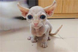没有毛的猫，你知道是什么吗?加拿大无毛猫
