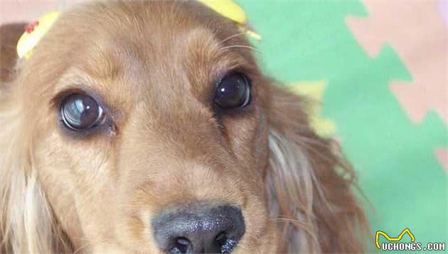 两种可卡犬给人不同的感觉，它们之间有哪些区别？