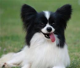 寻根问祖系列（8）：蝴蝶犬（Papillon）