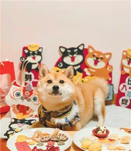 我们应该如何选择姿势去抱柴犬？