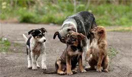 捡到一只小奶狗，狗妈妈连续三天来探望，想看孩子过得好不好