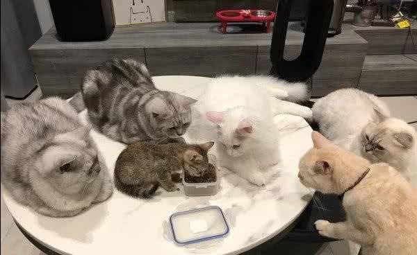 小狸猫上桌吃饭，惨被5只大猫紧贴围观，网友：估计下一秒就被抢