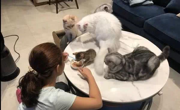 小狸猫上桌吃饭，惨被5只大猫紧贴围观，网友：估计下一秒就被抢
