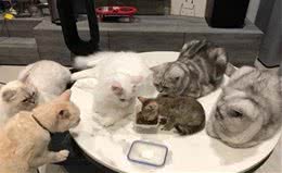 小狸猫上桌吃饭，惨被5只大猫紧贴围观，网友：估计下一秒就被抢