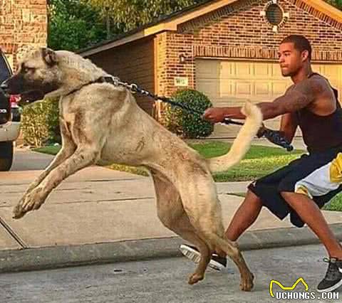 这5种犬可，被誉为犬中“战斧”，其中一种是蒙古獒与藏獒的后代