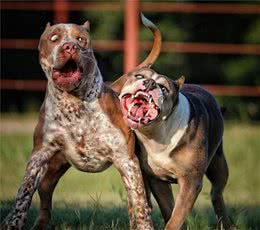 这5种犬可，被誉为犬中“战斧”，其中一种是蒙古獒与藏獒的后代