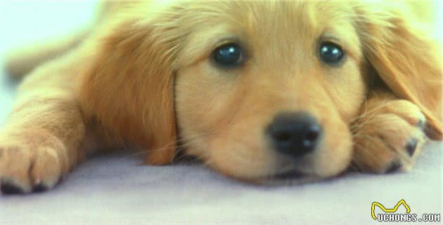 狗狗为什么总朝主人翘屁股？看了这5个原因，铲屎官心里有数了吧