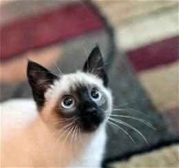 养猫实用冷知识，知识点