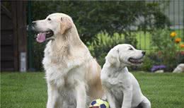 狗狗社交的4种状态，长大后会改变，有的狗变得超喜欢打架